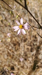 Corethrogyne filaginifolia
