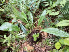 Image of Anthurium fragrantissimum