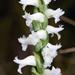 Spiranthes cernua - Photo (c) NC Orchid, algunos derechos reservados (CC BY-NC)