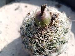 Coryphantha pseudoechinus