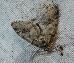 Tephronia lhommaria