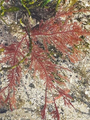 Ptilota gunneri observed 2020-10-01