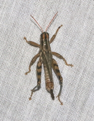 Aeoloplides
