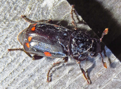 Nicrophorus pustulatus