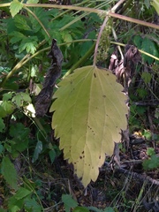 Urtica platyphylla