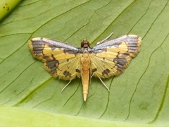 Nistra coelatalis