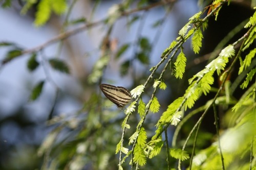Kinabalu Ringlet