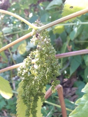 Urtica platyphylla