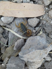 Centruroides suffusus