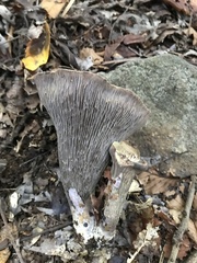 Gomphus clavatus