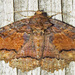 Colorful Zale Moth - Photo (c) David Dodd, some rights reserved (CC BY), uploaded by David Dodd