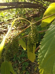 Urtica platyphylla