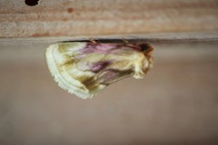 Chamaeclea basiochrea