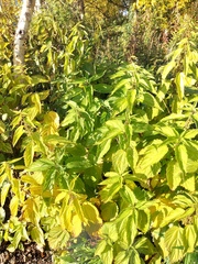 Urtica platyphylla