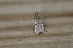 Amyelois transitella