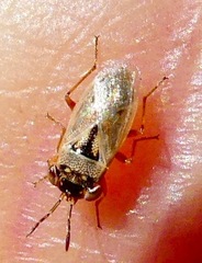 Geocoris pallens