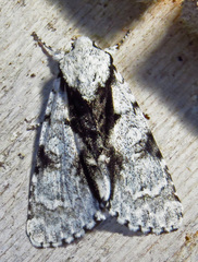 Acronicta funeralis