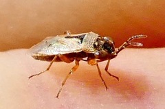 Geocoris pallens