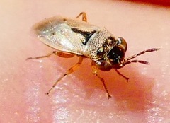 Geocoris pallens