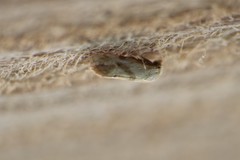 Platphalonidia magdalenae