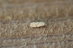 Platphalonidia magdalenae