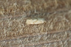 Platphalonidia magdalenae