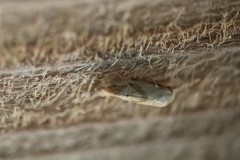 Platphalonidia magdalenae