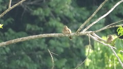 Columbina talpacoti