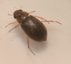 Image of Berosus aculeatus