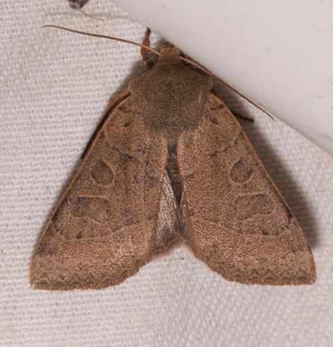 Mesogona olivata photo 4