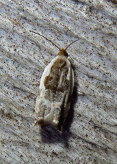 Ancylis nubeculana