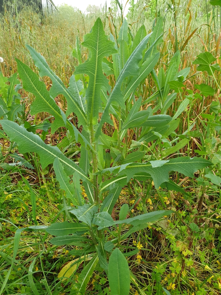 prickly lettuce from Albury NSW 2640, Australia on October 6, 2020 at 0916 AM by Dirk HR