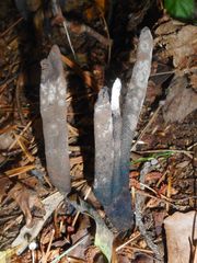 Xylaria bulbosa