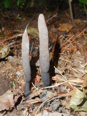 Xylaria bulbosa