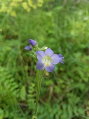 Polemonium occidentale