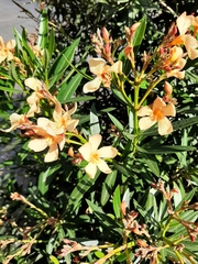 Nerium oleander