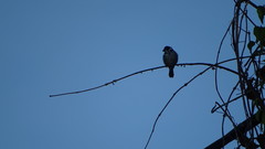 Sporophila americana
