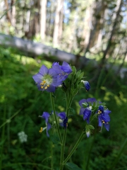 Polemonium occidentale