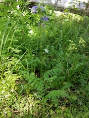 Polemonium occidentale