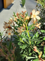 Nerium oleander