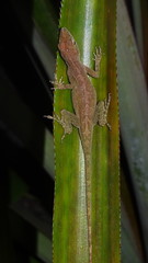 Anolis marmoratus