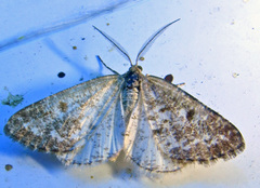 Eufidonia convergaria