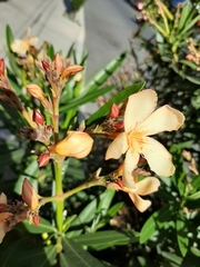 Nerium oleander