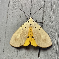 Asota iodamia