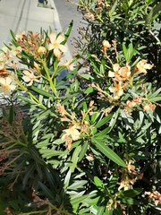 Nerium oleander