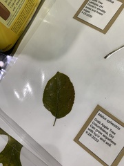 Peraphyllum ramosissimum