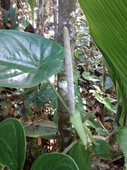 Anthurium cinereopetiolatum image
