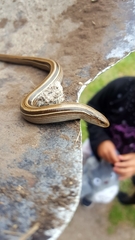 Ophiodes vertebralis