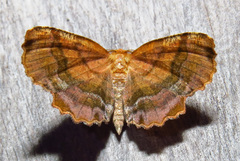Cepphis armataria