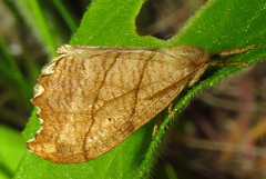 Drepana bilineata